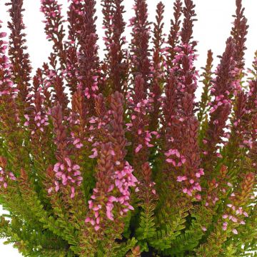 Calluna vulgaris Garden Girls Zorina - Brugo