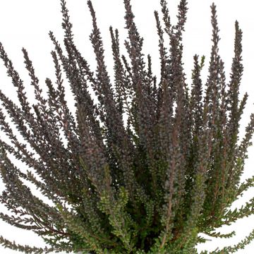 Calluna vulgaris Garden Girls Zulu - Brugo