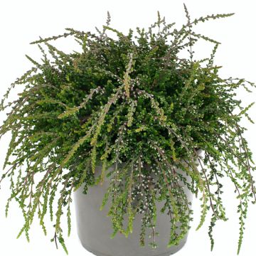 Calluna vulgaris Rasta Girls Rote Janina - Brugo