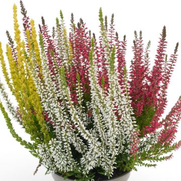 Calluna vulgaris Garden Girls Trio Mix - Brugo