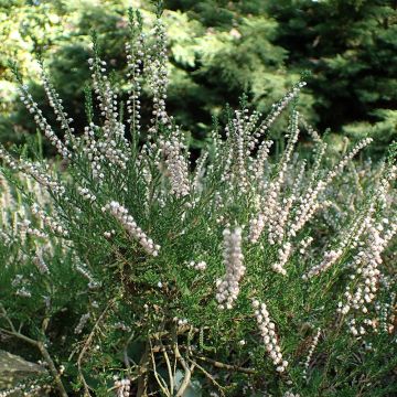 Calluna vulgaris Alba - Brugo