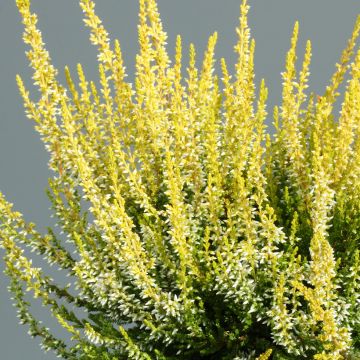 Calluna vulgaris Garden Girls Aurelia - Brugo