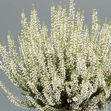 Calluna vulgaris Garden Girls Bettina - Brugo