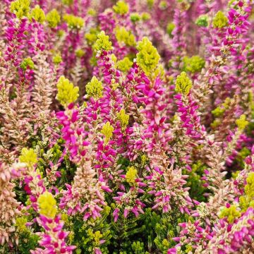 Calluna vulgaris Garden Girls Golden Angie - Brugo