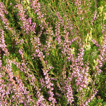 Calluna vulgaris Marleen - Brugo