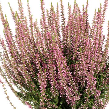 Calluna vulgaris Garden Girls Rena - Brugo