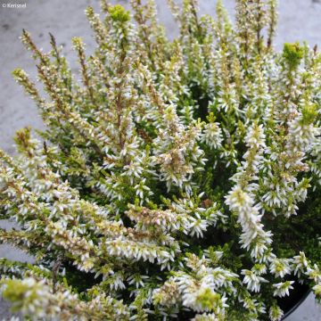 Calluna vulgaris Sandy - Brugo