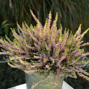 Calluna vulgaris Garden Girls Theresa - Brugo