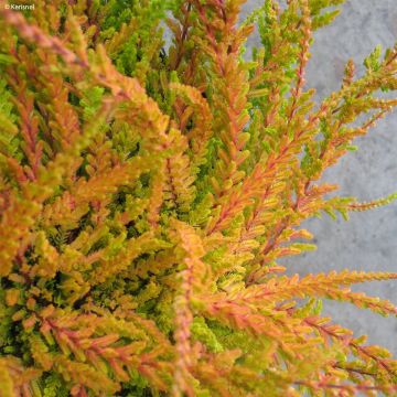 Calluna vulgaris Wickwar Flame - Brugo