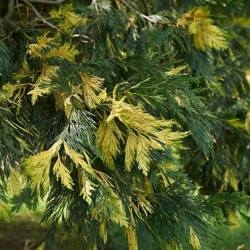 Calocedrus decurrens Aureovariegata - Cedro della California