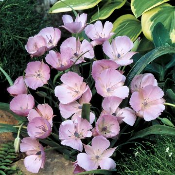 Calochortus lilacinus Cupido