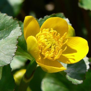 Caltha palustris Polypetala - Calta palustre