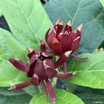 Calycanthus floridus Michael Lindsay - Calicanto d'Estate