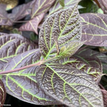 Calycanthus floridus var. purpureus Burgundy Spice - Calicanto d'Estate