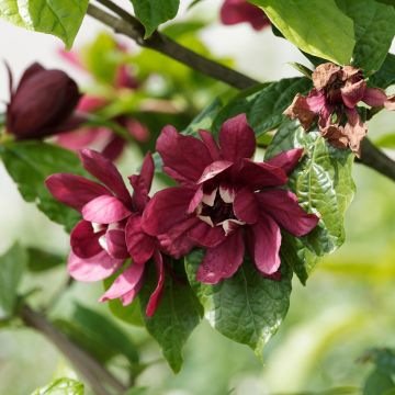 Calycanthus raulstonii Aphrodite - Calicanto