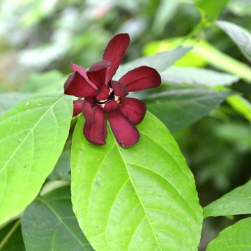 Calycanthus raulstonii Hartlage Wine - Calicanto