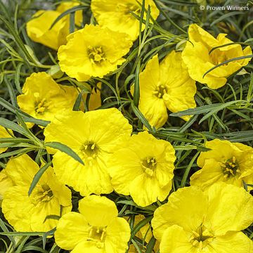 Calylophus serrulatus Superlophus Yellow