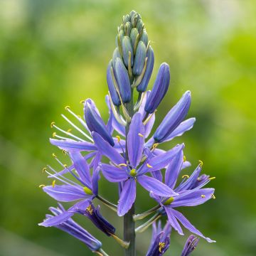 Camassia quamash Blue Melody - Quamash