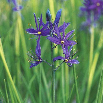 Camassia quamash Orion - Quamash