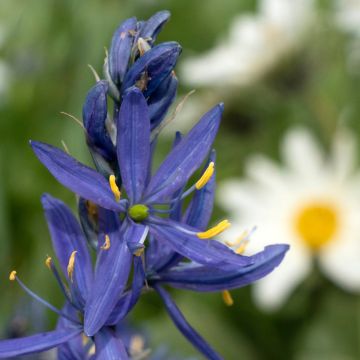 Camassia quamash - Quamash