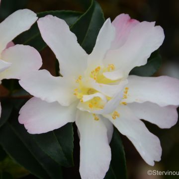 Camellia sasanqua Frosted Star