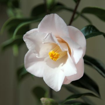 Camellia japonica Hagoromo