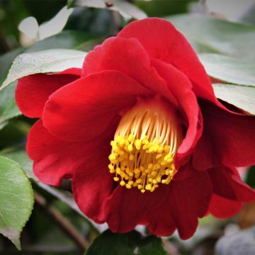 Camellia japonica San dimas