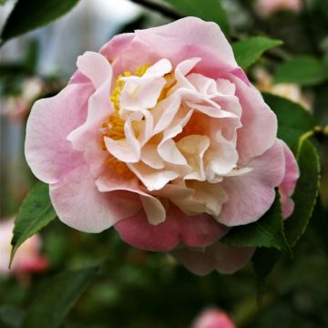 Camellia lutchuensis High Fragrance