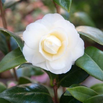 Camellia Dahlonega