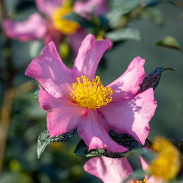 Camellia sasanqua Cleopatra