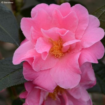 Camellia reticulata China Lady