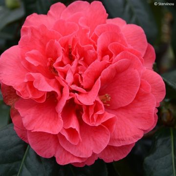 Camellia reticulata Den Burton