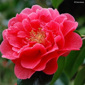 Camellia reticulata Dr Clifford Parks