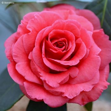 Camellia reticulata Pagoda