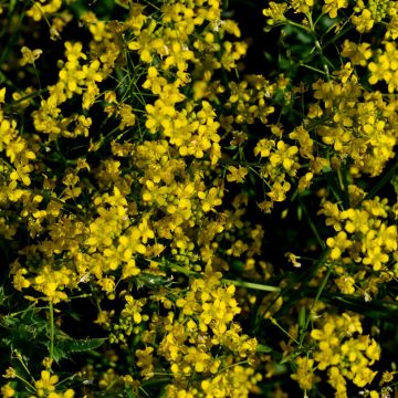 Camelina sativa - Dorella coltivata