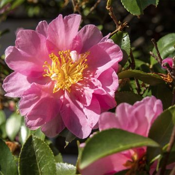 Camellia sasanqua Belinda