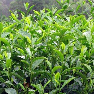 Camellia sinensis - Pianta del tè