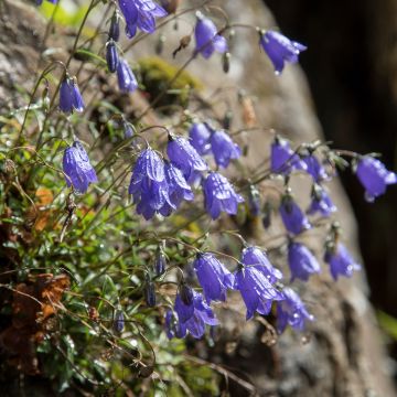 Campanula cochleariifolia - Campanula dei ghiaioni