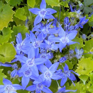 Campanula garganica Dickson's Gold - Campanula del Gargano