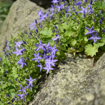 Campanula garganica - Campanula del Gargano