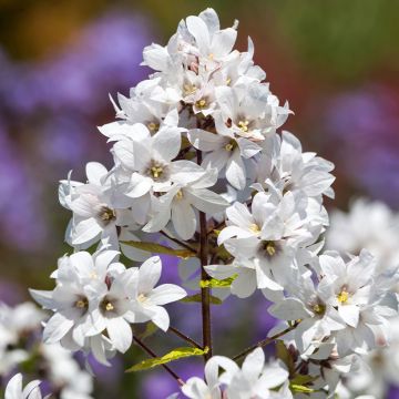 Campanula lactiflora White Pouffe