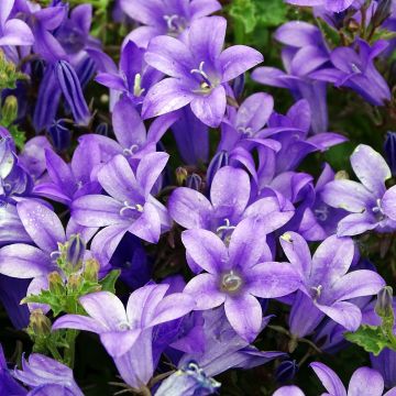 Campanula portenschlagiana - Campanula dalmata