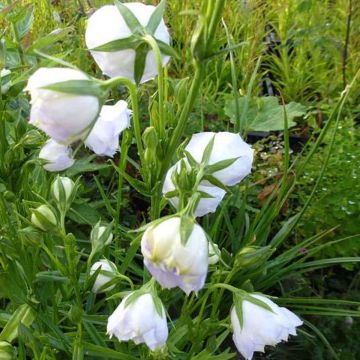 Campanula persicifolia La Bello - Campanula con foglie di pesco