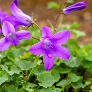 Campanula poscharskyana Resholt Variety - Campanula serba