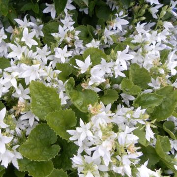 Campanula poscharskyana E.H. Frost - Campanula serba