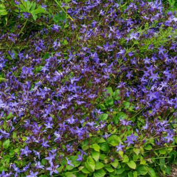 Campanula poscharskyana Stella - Campanula serba