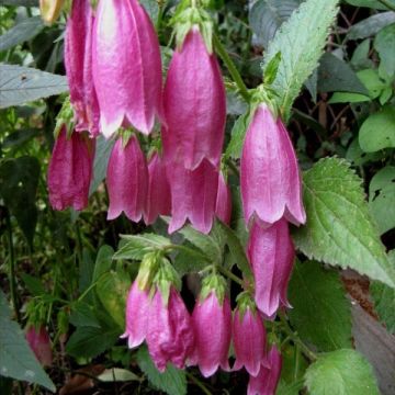 Campanula punctata Rubriflora