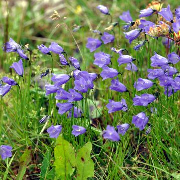 Campanula rotundifolia - Campanula soldanella