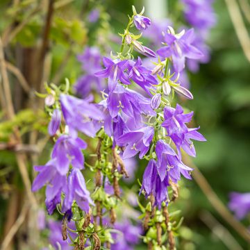 Campanula trachelium - Campanula selvatica