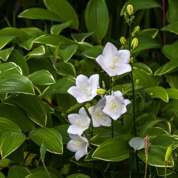 Campanula carpatica Alba - Campanula dei Carpazi